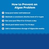image:imageIn The Swim Algaecide 60 Plus for Swimming Pools  1 Gallon  NonMetallic Low Odor NonFoaming Algae Bloom Preventative  Chlorine Sanitizer Compatible1 Quart